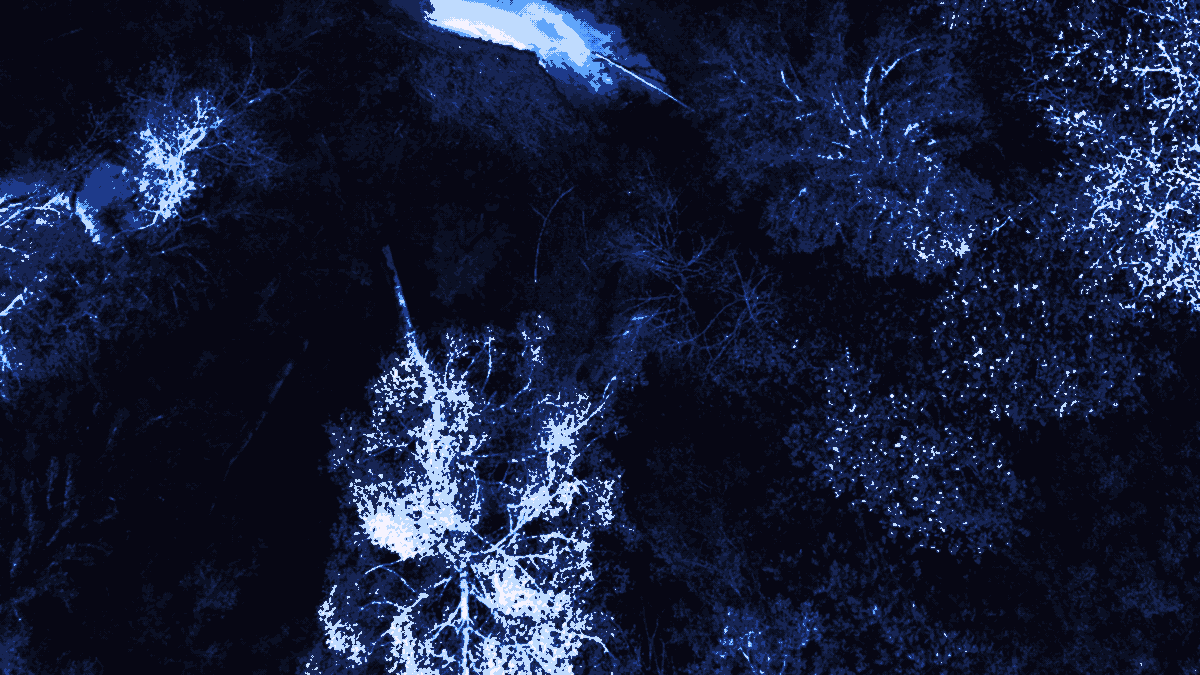 Winding River Through a Forest